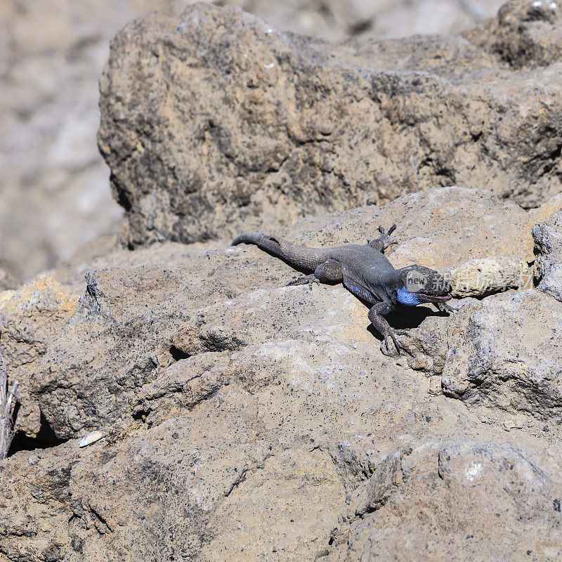 加洛蒂，西金丝雀蜥蜴(拉帕尔马，加那利群岛- E)